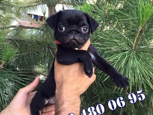 Pug Dişi ve Erkek köpek