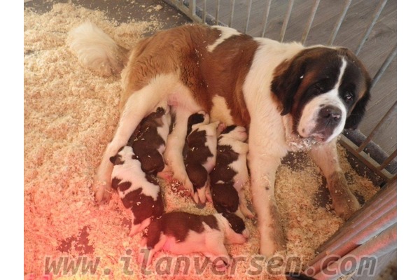 yaş 0-3 Aylık köpek Havaalanı Mah.