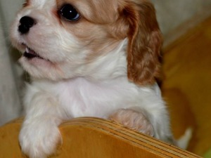 köpek ilanlari Atatürk Mah.