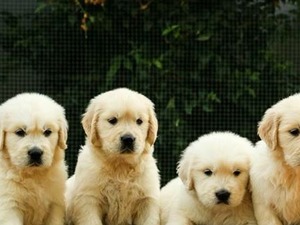 yaş 0-3 Aylık köpek Atatürk Mah.