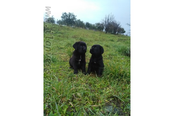 Cane corsa Çocuklara uygun