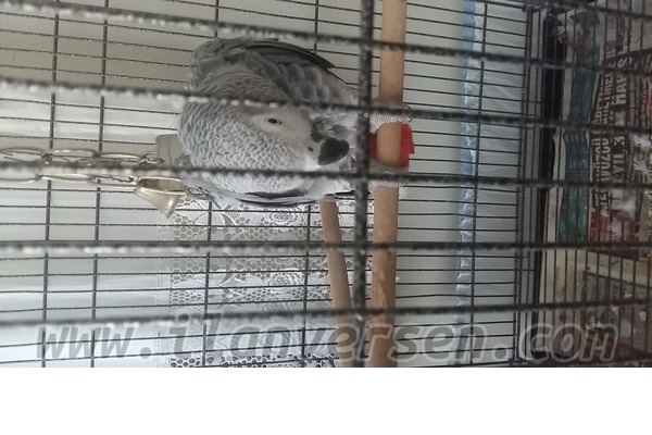 Yenigün Mah. hayvanlar ilanı ver