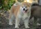 Akita inu 1 TL 75. Yıl Mah.