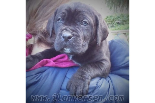 Altınkum Mah. köpek ilanları