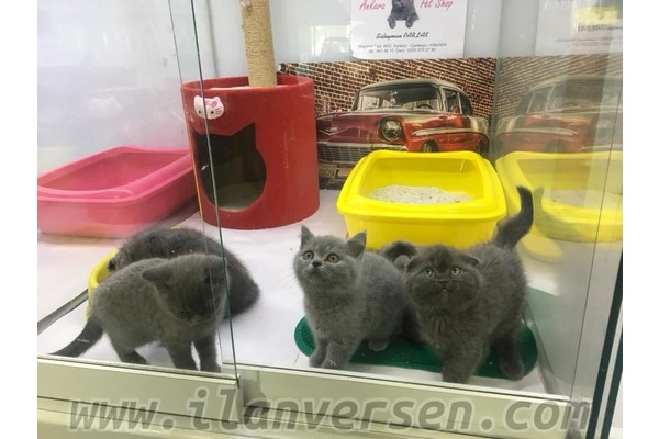 Scottish fold kedi Çankaya