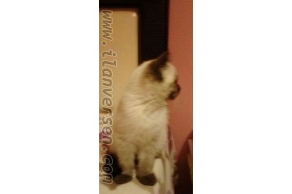 Orhantepe Mah. kedi ilanı