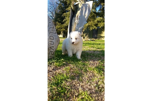 Samoyed Dişi ve Erkek köpek