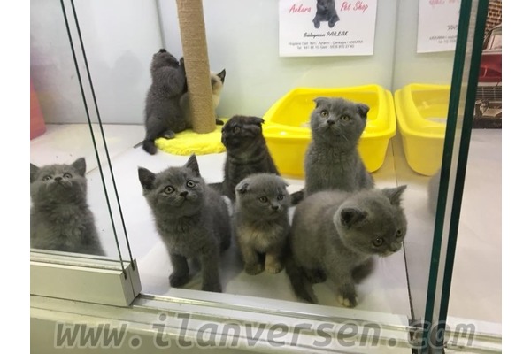Ayrancı Mah. kedi ilanı ver