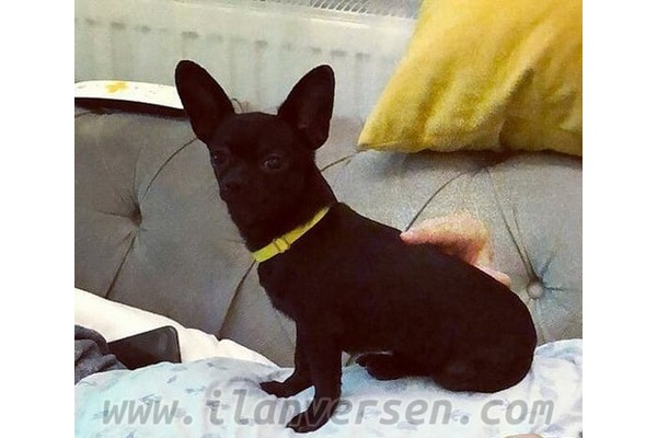 Chihuahua Erkek köpek