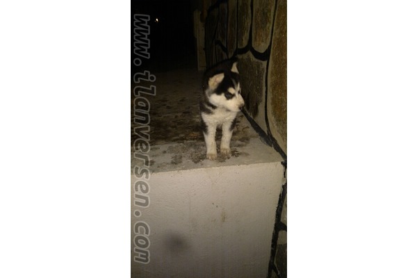 Husky Sahibinden 500 TL