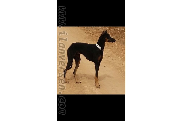 Şair Nabi Mah. köpek ilanı ver