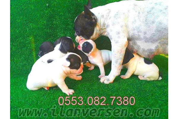 köpek French bulldog fiyatları