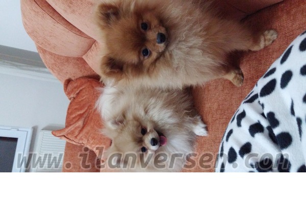 Pomeranian köpek Yıldırım