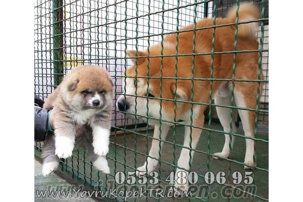köpek ilanlari Havaalanı Mah.
