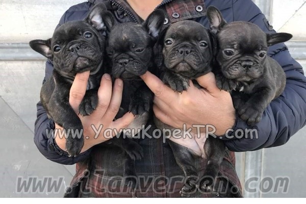 Dişi ve Erkek köpek Atatürk Mah.