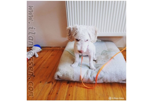 Malta terrier Dişi köpek