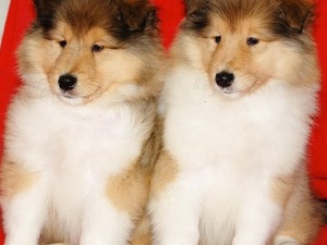 Altınkum Mah. köpek ilanı ver