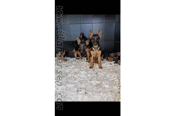 Mahmutşevketpaşa Köyü köpek ilanı ver
