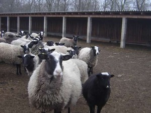 satılık romanov koyunu Oruçreis Mah. hayvanlar ilanı ver