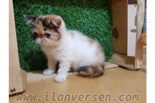 Egzotic shorthair Sahibinden 1 TL