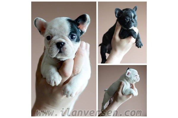 French bulldog Sahibinden 1 TL