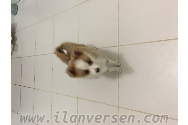 köpek ilanlari Kayabaşı Mah.