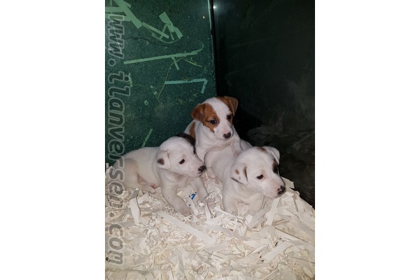 Jack Russel terrier Sahibinden 1 TL