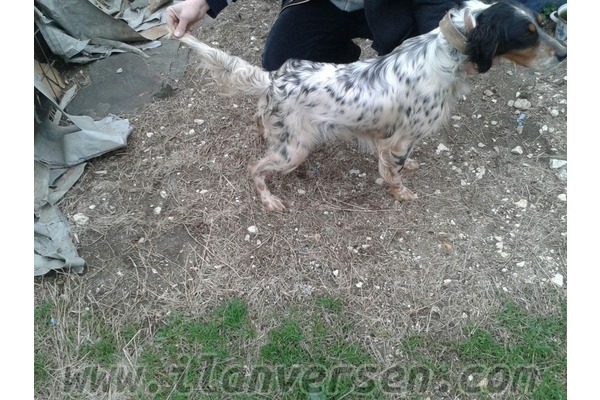 English setter köpek Malkara