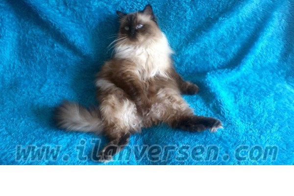 Ragdoll Sahibinden 700 TL