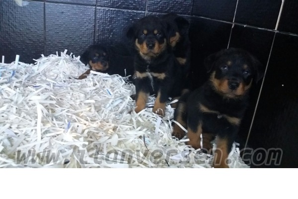 Mahmutşevketpaşa Köyü köpek ilanları