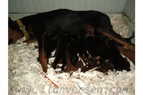 Mahmutşevketpaşa Köyü köpek fiyatları