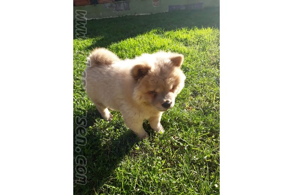 köpek Chow Chow fiyatları
