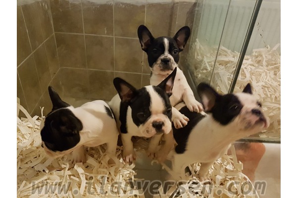 Mahmutşevketpaşa Köyü köpek ilanları