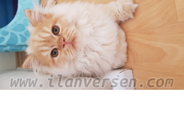 İran Sahibinden 0 TL