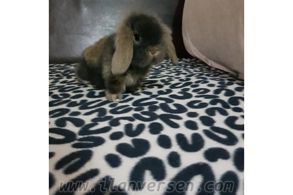 Lop ilanları