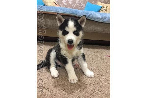 köpek ilanlari Cumhuriyet Mah.