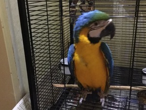  Sarı mavi ara papağanı Sahibinden 7800 TL