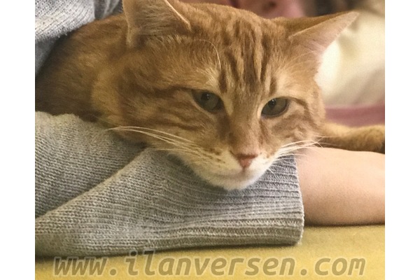 Diğer kedi ırkı 1