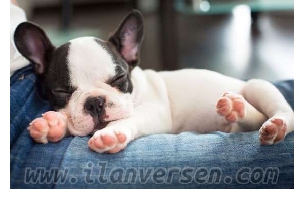 French bulldog Dişi ve Erkek köpek