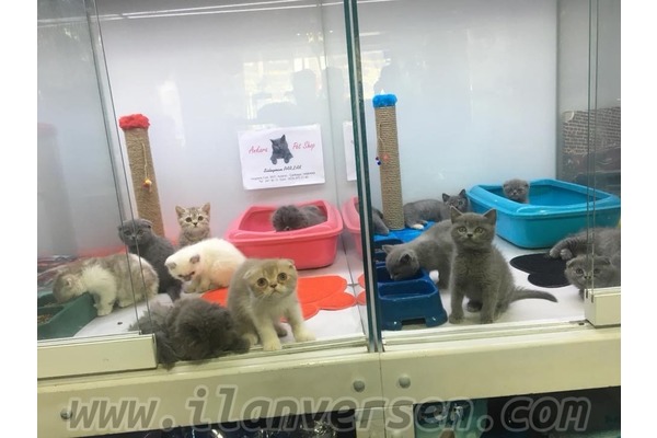 kedi ilanlari Aşağı Ayrancı