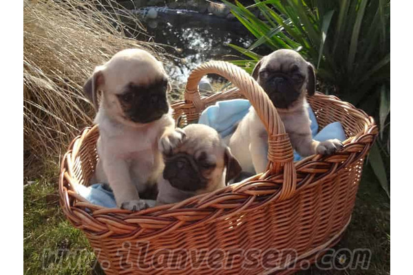 Galatasaray Adası Pug ilanları
