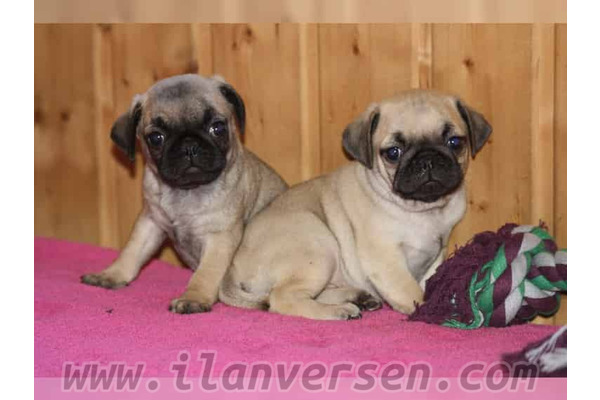 Dişi ve Erkek köpek Alaattin Köyü