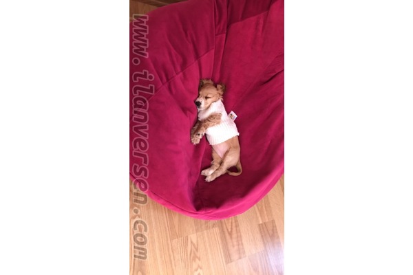 Fevzi Çakmak Mah. köpek ilanı