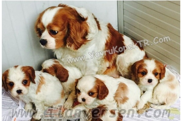 Cavalier king Charles yaş 0-3 Aylık