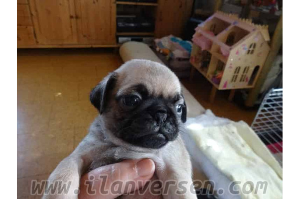 Pug Aşağı Dikmen Mah.