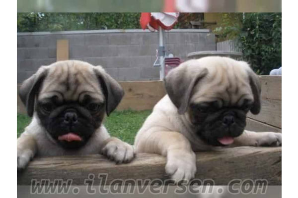 Pug 500 TL Arıpınar Köyü