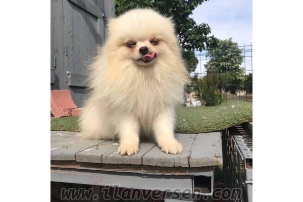 Yalı Mah. köpek fiyatları