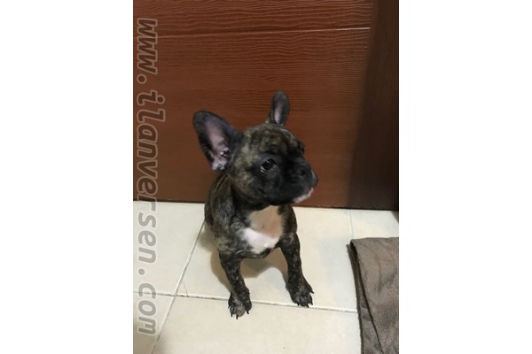 French bulldog yaş 0-3 Aylık 100. Yıl Mah.