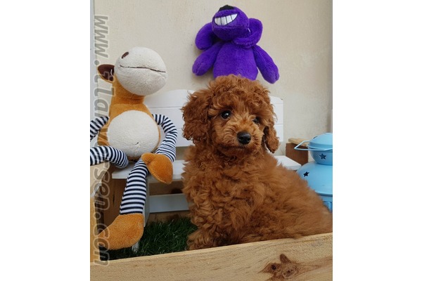 Poodle köpek Üsküdar