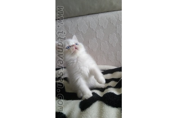 Egzotic shorthair Sahibinden 1 TL